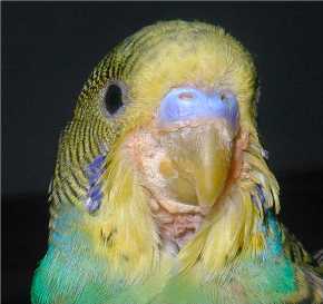 sick bird treatment