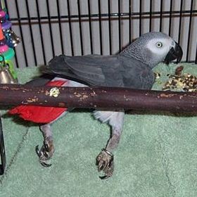sick bird treatment